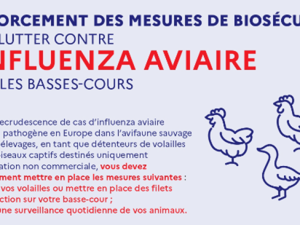 INFO INFLUENZA AVIAIRE 📢